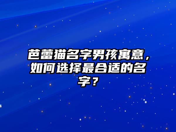 芭蕾猫名字男孩寓意，如何选择最合适的名字？