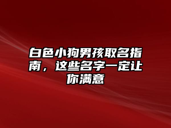 白色小狗男孩取名指南，这些名字一定让你满意